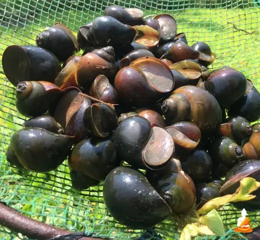 Nằm Mơ Thấy Ốc Bươu Đen