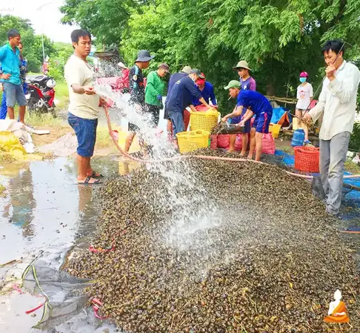 Chiêm Bao Thấy Đi Bắt Ốc Bươu Cùng Bạn Bè
