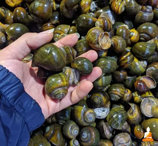 Nằm Mơ Thấy Ốc Bươu Vàng