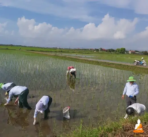 Ốc Bươu Số Mấy? Nằm Mơ Thấy Đi Bắt Ốc Bươu Là Điềm Báo Gì?