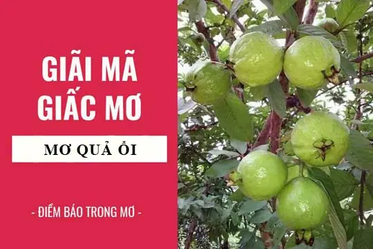 Giải Mã Giấc Mơ: Nằm Mơ Thấy Quả Ổi Điềm Báo Gì, Lành Hay Dữ ...