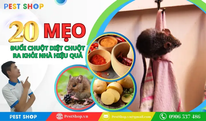 Nằm Mơ Thấy Ong Đuổi Đánh De Con Gì