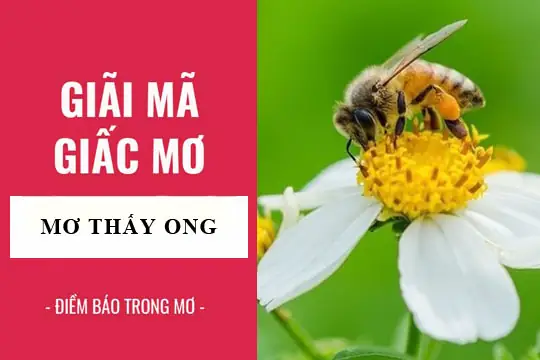 Giải Mã Giấc Mơ: Nằm Mơ Thấy Ong, Ong Đuổi Điềm Báo Gì, Lành Hay ...