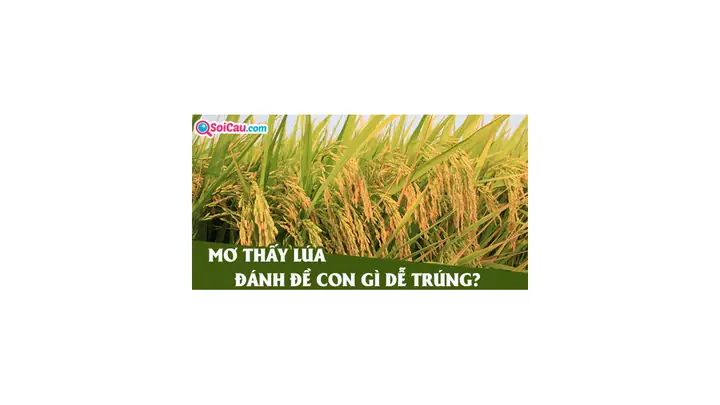 Mơ Thấy Lúa Đánh Con Gì? Giải Mã Giấc Mơ Thấy Lúa Là Điềm Gì?