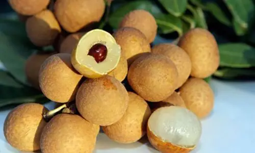 Nằm Mơ Thấy Quả Nhãn Đánh Đề Con Gì? Giải Mã Chi Tiết