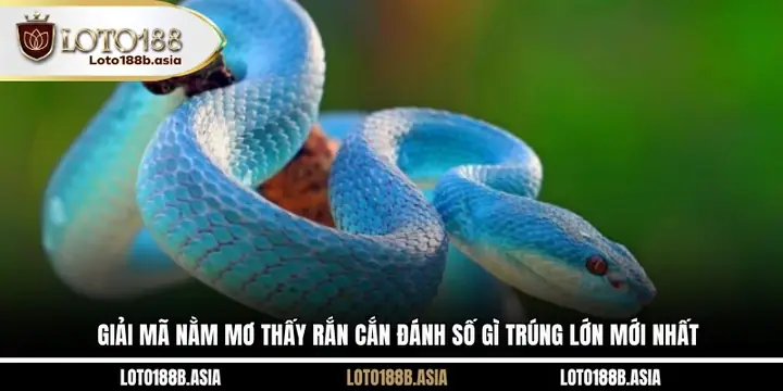 Nằm Mơ Thấy Rắn Cắn Đánh Số Gì? Giải Mã Chi Tiết & Con Số May Mắn