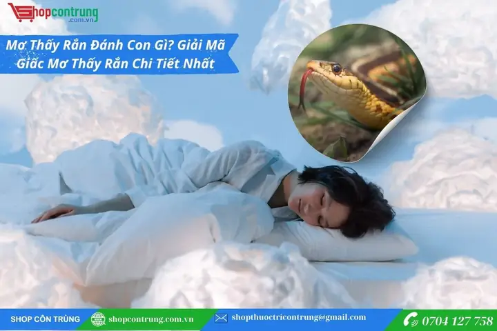 Mơ Thấy Rắn Đánh Con Gì? Giải Mã Giấc Mơ Thấy Rắn Chi Tiết Nhất