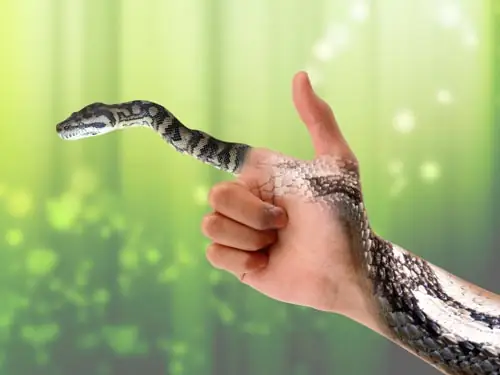 Nằm Mơ Thấy Rắn Đen Bò Vào Nhà Là Điềm Gì? Giải Mã Chi Tiết & Con Số May Mắn