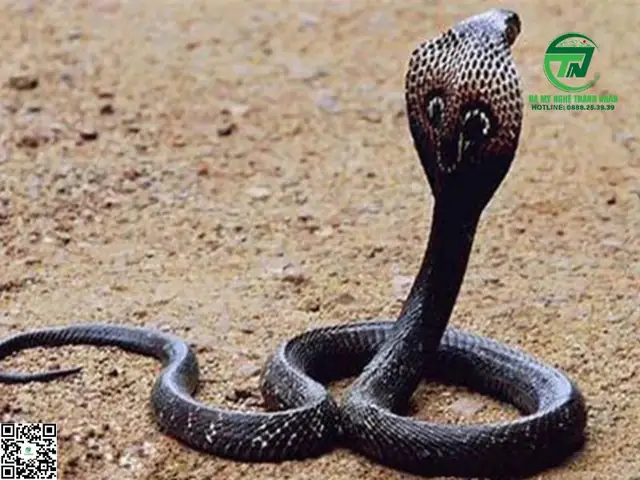 Nằm Mơ Thấy Rắn Hổ Mang Đỏ