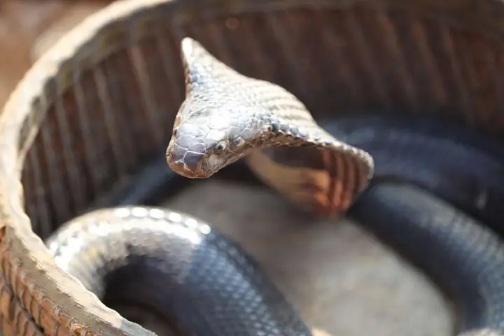 Nằm Mơ Thấy Rắn Hổ Mang Đuổi Theo Mình