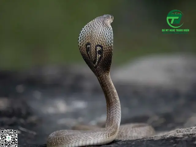 Giới Thiệu Chung Về Giấc Mơ Thấy Rắn Hổ Mang