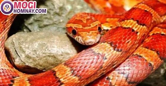 Giải Mã Giấc Mơ Thấy Con Rắn Màu Đỏ