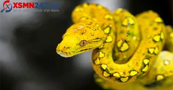 Chiêm Bao Thấy Bị Rắn Vàng Cắn