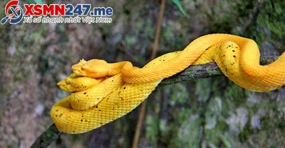 Một Số Giấc Mơ Thấy Rắn Vàng