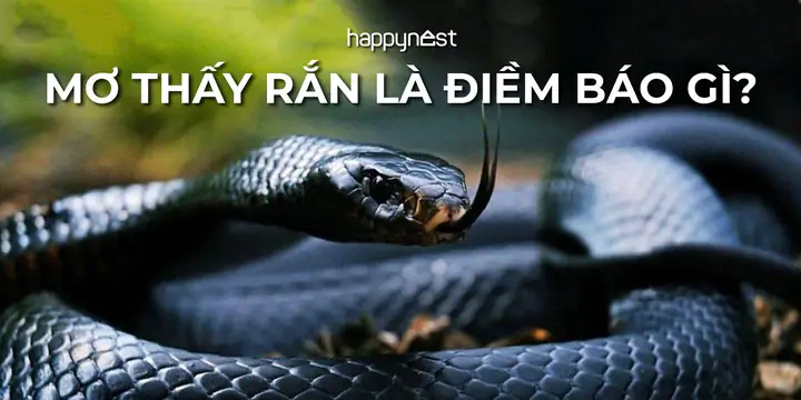 Mơ Thấy Rắn Là Điềm Báo Gì? Giải Mã Chi Tiết Từ Chuyên Gia Phân Tích ...
