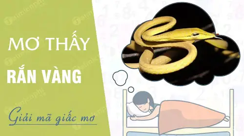 Nằm Mơ Thấy Rắn Vàng Nằm Mơ Thấy Rắn Vàng