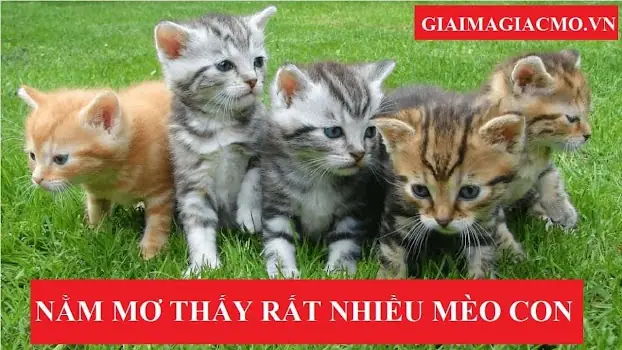 Nằm Mơ Thấy Rất Nhiều Mèo Con Điềm Gì? Đánh Số Gì?