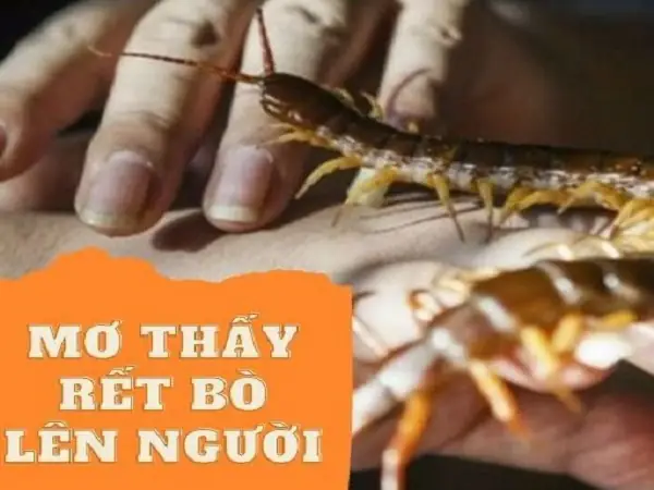 Giải Mã Chi Tiết Giấc Mơ Thấy Rết Bò Lên Người
