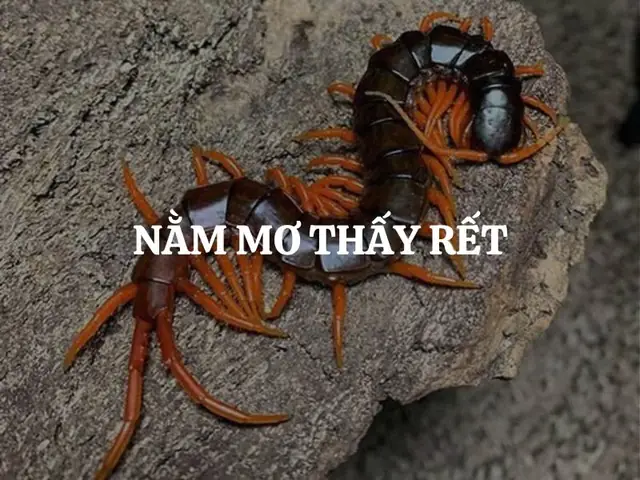 Nằm Mơ Thấy Rết Là Điềm Lành Hay Điềm Dữ? Giải Mã Chi Tiết Từng ...