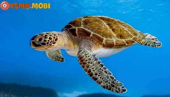 - Mơ Thấy Mai Rùa Vàng
