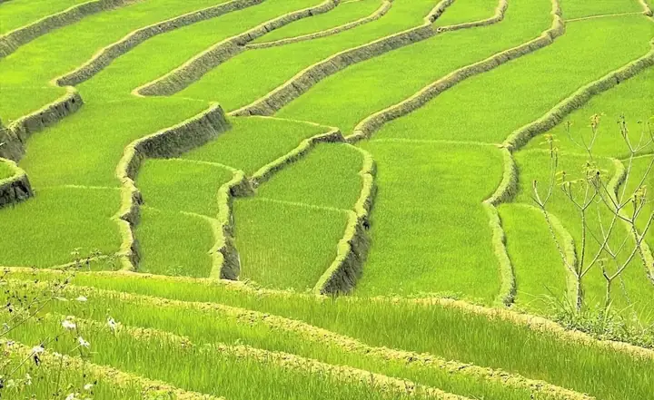 Nằm Mơ Thấy Ruộng Lúa Xanh Mướt