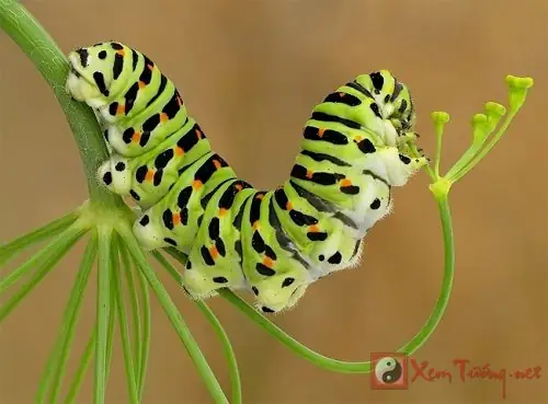 Khám Phá Ý Nghĩa Của Con Sâu Trong Giấc Mơ
