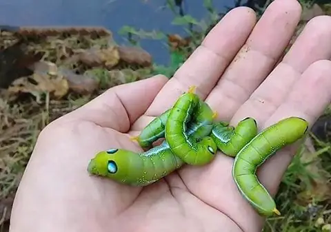 Ý Nghĩa Chung Khi Nằm Mơ Thấy Sâu