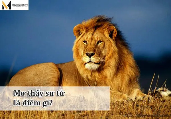 Hướng Dẫn Giải Mã Giấc Mơ Thấy Sư Tử