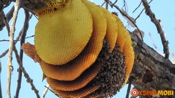 - Nằm Mơ Thấy Người Khác Phá Tổ Ong