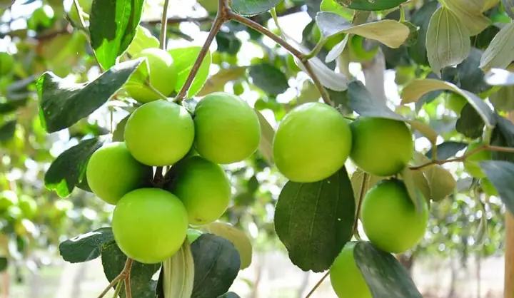 Trái Cây Chín Vàng Trong Mơ Tượng Trưng Cho Điều Gì?