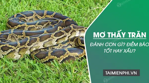 Nằm Mơ Thấy Trăn Bò Vào Nhà: Luận Giải Điềm Báo Chi Tiết