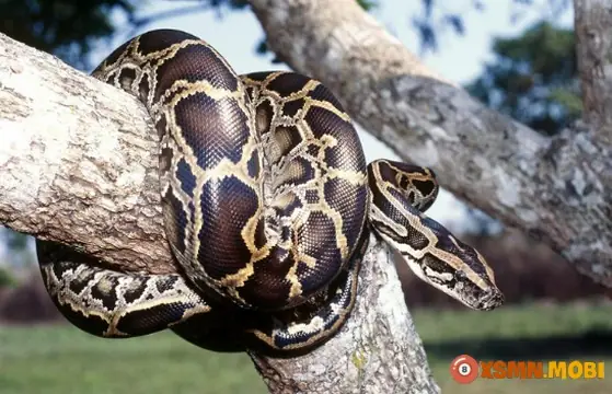 - Mơ Thấy Trăn Vàng Khổng Lồ