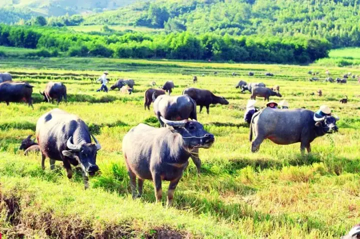 Mơ Thấy Trâu Đen Chạy Trốn