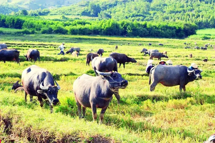 Giải Mã Giấc Mơ Thấy Trâu