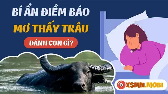 Nằm Mơ Thấy Trâu Húc Nhau Là Điềm Báo Gì? Giải Mã Chi Tiết & Con Số May Mắn