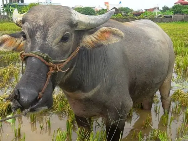 Ngủ Mơ Thấy Trâu Đẻ Con