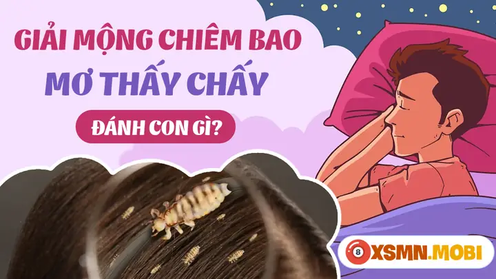 Nằm Mơ Thấy Chấy Đánh Số Gì - Chiêm Bao Thấy Chấy Hên Hay Xui?