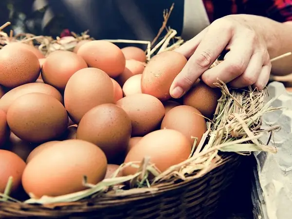 Mơ Thấy Ổ Trứng Gà Là Điềm Gì?