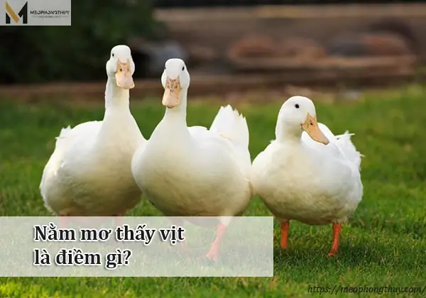 Nằm Mơ Thấy Trứng Ngỗng Đánh Con Gì? Giải Mã Giấc Mơ Và Gợi Ý Lô Đề