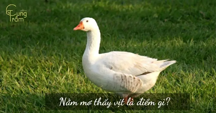 Nằm Mơ Thấy Vịt Là Điềm Gì? Giải Mã Điềm Báo Sung Túc Và May Mắn ...