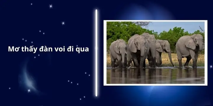 Mơ Thấy Đàn Voi Đi Qua