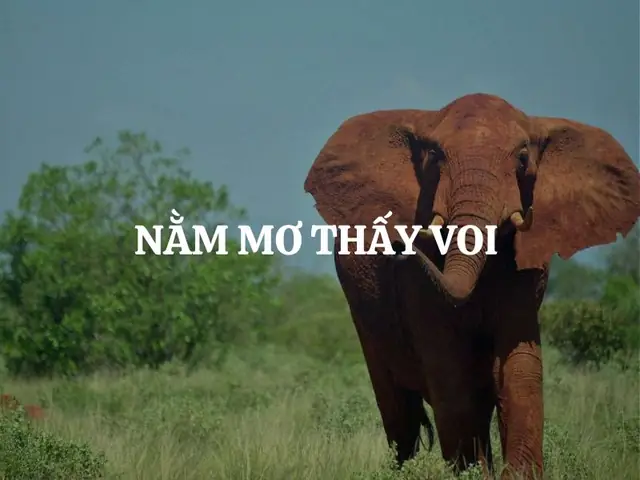 Nằm Mơ Thấy Voi Là Điềm Gì? Giải Mã Giấc Mơ Tốt Và Xấu Chi Tiết Nhất