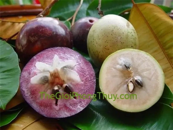 Nằm Mơ Thấy Trái Vú Sữa Nói Lên Điều Gì?