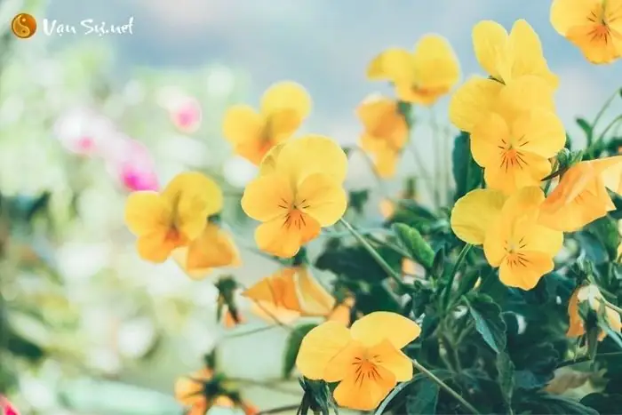 Nằm Mơ Thấy Vườn Hoa Nở Rực Rỡ