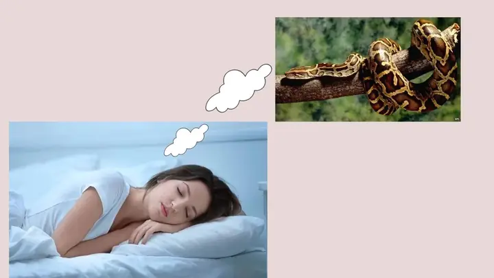 Nằm Ngủ Mơ Thấy Trăn Điềm Báo Gì Nằm Ngủ Mơ Thấy Trăn Điềm Báo Gì