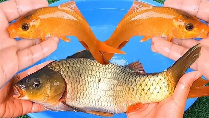 Ý Nghĩa Chung Của Giấc Mơ Thấy Cá