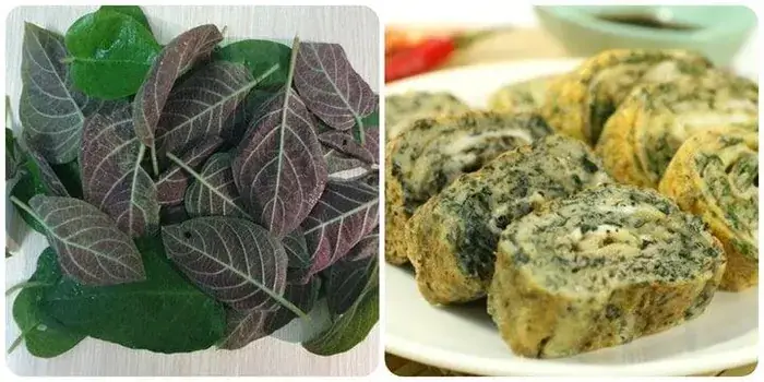 Lá Mơ Lông Có Tác Dụng Gì Với Sức Khỏe?