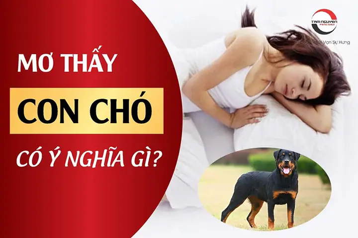 Mơ Thấy Con Chó Có Ý Nghĩa Gì, Có Điềm Gì?