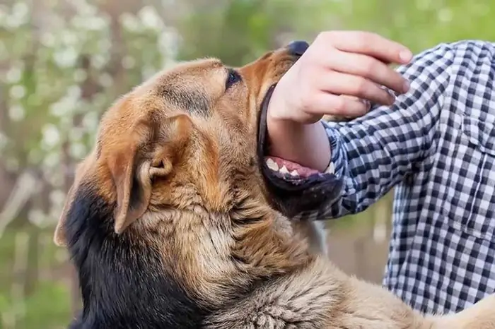 Mơ Thấy Chó Cắn Là Điềm Gì? Dấu Hiệu Và Ý Nghĩa Cần Chú Ý - Tạp Chí ...