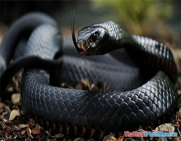 Ý Nghĩa Giấc Mơ Bị Rắn Cắn